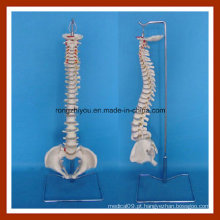 Modelo flexível clássico da espinha com modelo de esqueleto da pelve feminina